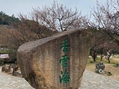 -香雪海