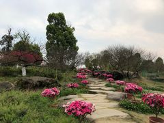 -秀丽东方