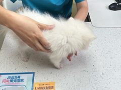 -宠颐生宠物医院·异宠猫科内科·诊疗中心宠巢店