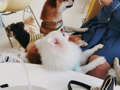 -怪兽屋·羊驼·猫咖·狗咖(俊华广场店)