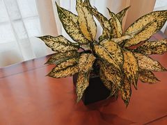 -宝燕海鲜(好爱店)
