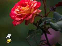 -香蜜公园