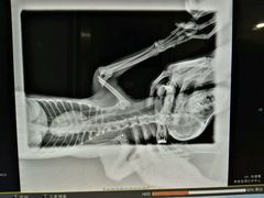 -骐奇宠物诊疗中心(南亭公路店)