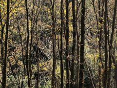 -素山寺森林公园