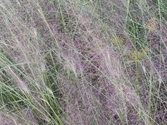 -羊亭河湿地公园