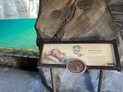 -奥兰多迪士尼动物王国乐园