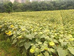-永康森林公园