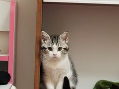 -欣宠猫屋·矮脚拿破仑·蓝金金渐层