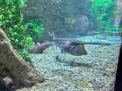 -迪拜水族馆及水下动物园