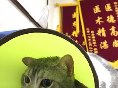 -安安宠医·安宠宠物医院