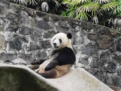 -都江堰中华大熊猫苑