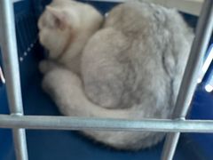 -纳吉亚猫专科动物医院·北北分院