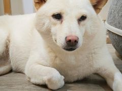 -柴迷FANS CLUB·柴犬狗咖·猫咖