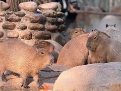 -北京野生动物园