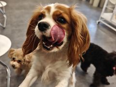 -有喵·猫咖·狗咖·40+猫狗有小奶狗(岗厦店)