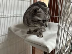 -瑞派宠物医院·犬猫全科·猫友好(宾水西道店)