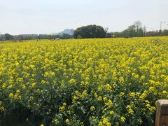 -田园东方蜜桃村的田野营地