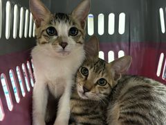 -安安宠医宠物医院·异宠·犬猫内科(岳阳分院)
