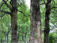 -康定跑马山风景区