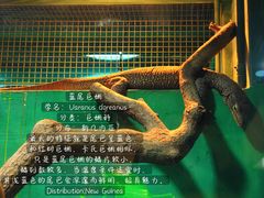 -上海大自然野生昆虫馆(东方明珠·爬宠昆虫探索中心)
