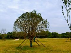 -盘龙城国家考古遗址公园