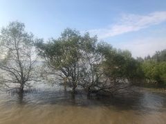 -宝安西湾红树林湿地公园