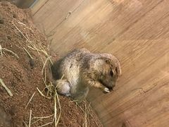 -藦茜花园宠物主题亲子互动体验馆(国顺东路店)