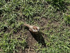 -Takapuna Beach Cafe