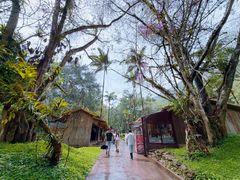-莫里热带雨林景区