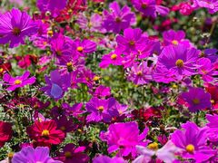 -径山花海
