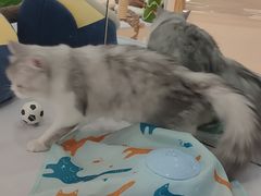 -COLOR PETS 撸猫馆·购猫·猫咖(长风大悦城店)