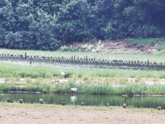 -华侨城湿地公园