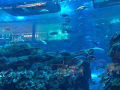 -迪拜水族馆及水下动物园