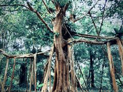 -中国科学院西双版纳热带植物园