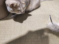 -逗柴咖啡屋·狗咖猫咖宠物桌游