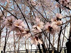 -桃花堤公园