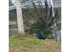 -丹樱生态园