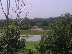 IMAG1429-北京麋鹿生态实验中心