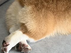 -汪说·狗咖(旺城大厦店)
