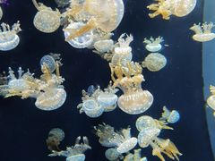 -新加坡海洋生态馆