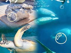 -广东惠东海龟国家级自然保护区