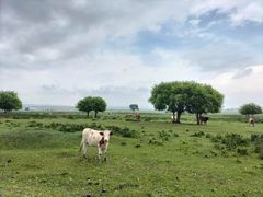 -塞罕坝国家级自然保护区