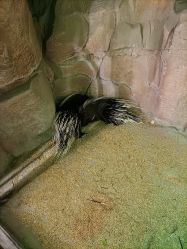 -酷嗒动物文化乐园(cutezoo西溪乐天城店)