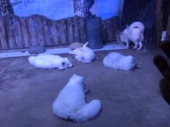 -芜湖新华联大白鲸海洋公园