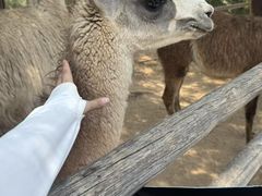 -鄂尔多斯野生动物园