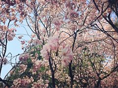 iphone_upload_pic-西安青龙寺遗址景区