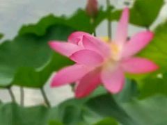 android_upload_pic-紫竹院公园冰场