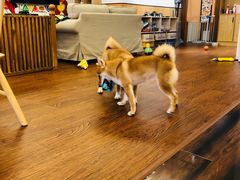 -豆柴町-柴犬主题狗咖(红鼎国际C座店)