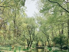 -上海共青森林公园