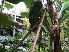 -呀路古热带植物园